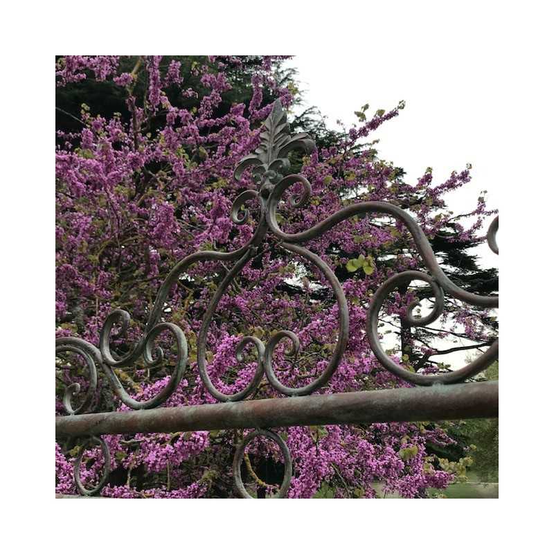 Bequeme Garten-Schaukel aus Schmiedeeisen, Draufsicht auf das Muster Fleur de Lys r