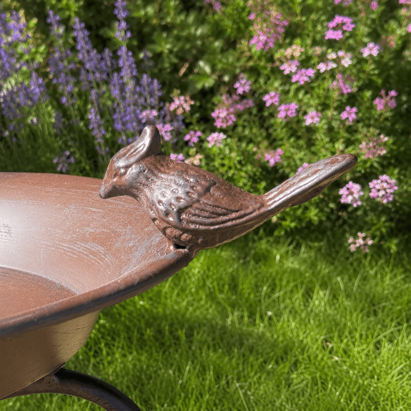 Detail des kleinen Vogels auf dem Rand der Vogeltränke