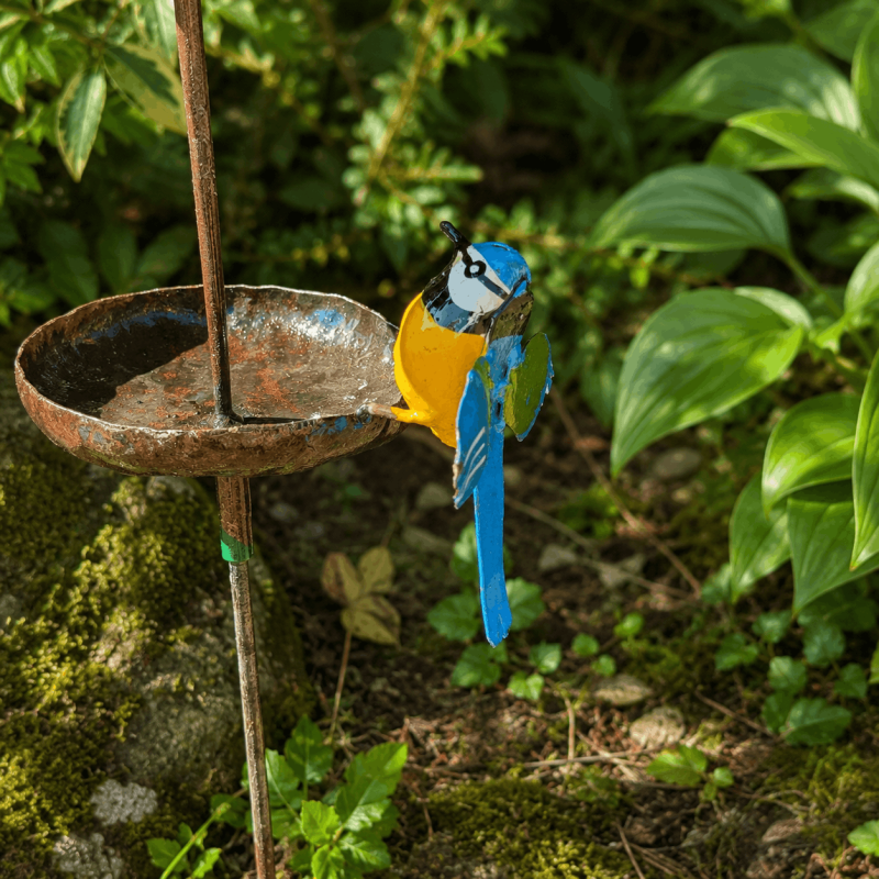 Farbige Meise auf einer Vogelfutterstelle