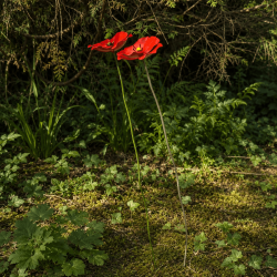 Hoher Gartenstecker mit roter Mohnblume – 72 cm