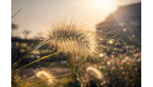 Natur & Biodiversität im Garten